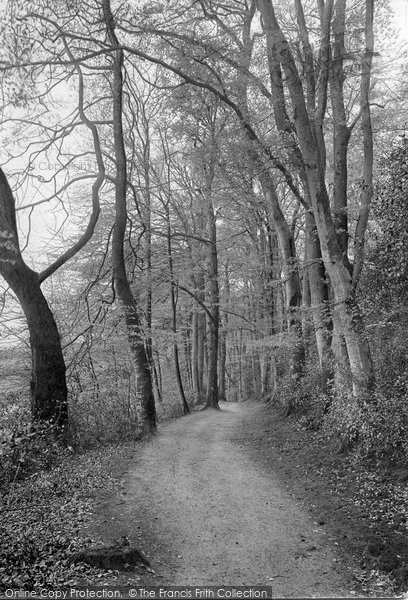 Photo of Friday Street, Beeches In The Woods 1921