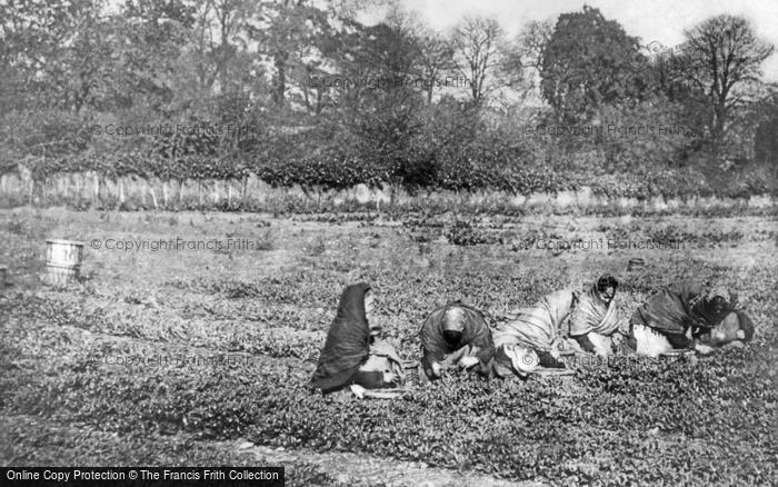 Photo of Fulham, Women Farm Workers, Wandsworth Bridge Road c.1900