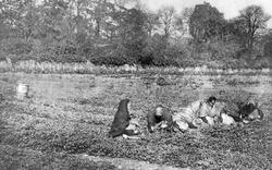 Women Farm Workers, Wandsworth Bridge Road c.1900, Fulham