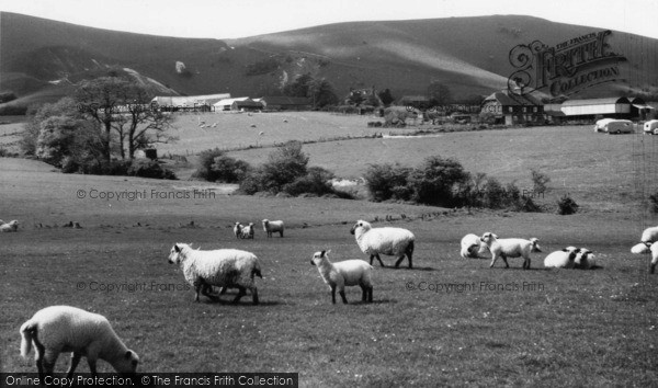 Photo of Fulking, South Down Sheep c.1955
