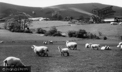 South Down Sheep c.1955, Fulking