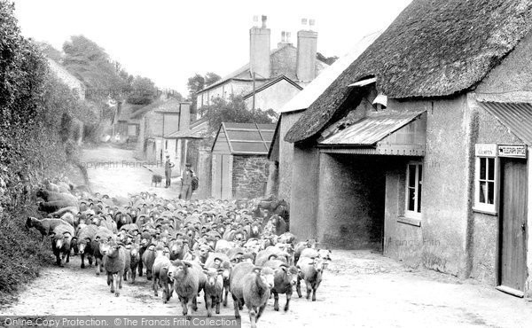 Photo of Galmpton, Sheep In The Village 1927