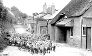 Sheep In The Village 1927, Galmpton