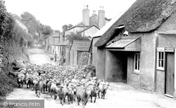 Sheep In The Village 1927, Galmpton