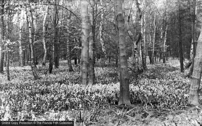 Photo of Garstang, Bluebell Wood c.1960