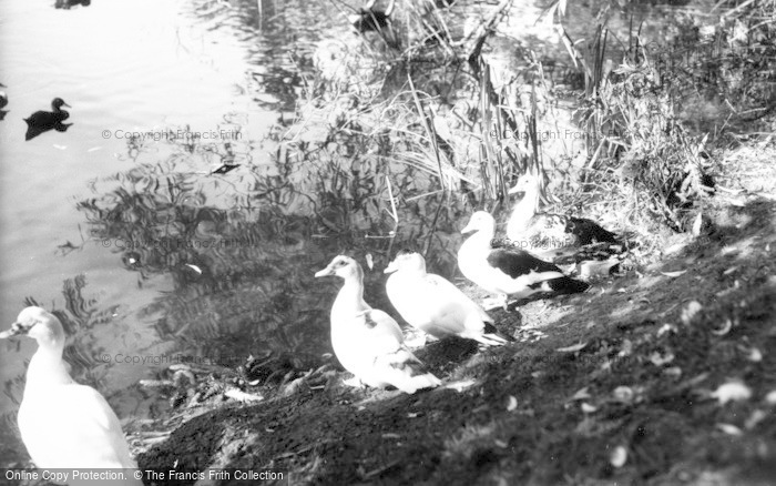 Photo of Gawsworth, Muscovy Ducks, Church Pond c.1960