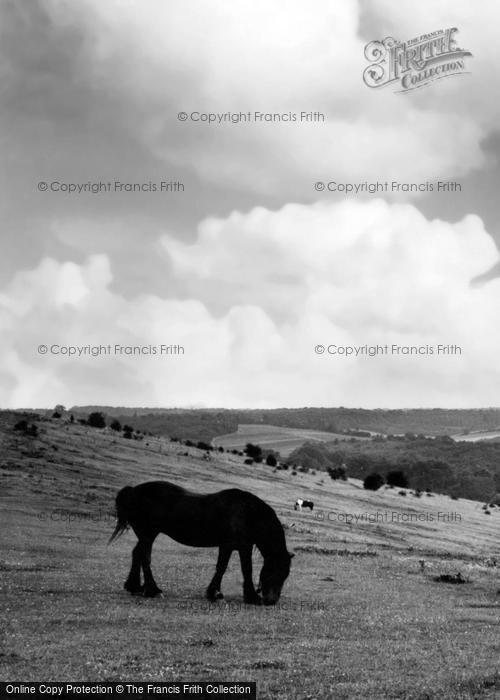 Photo of Gillingham, Darland Banks, A Horse c.1960