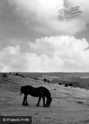 Darland Banks, A Horse c.1960, Gillingham