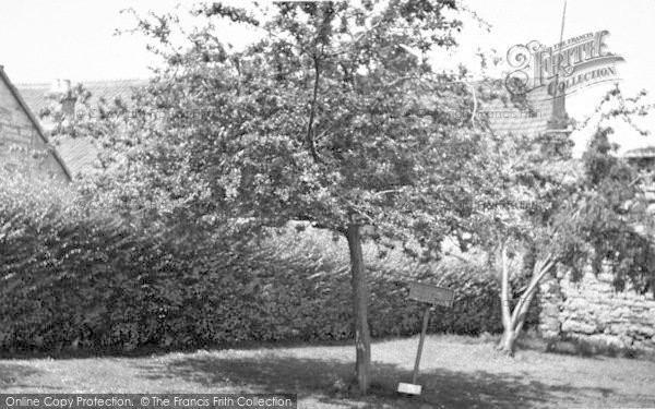Photo of Glastonbury, Thorn c.1955