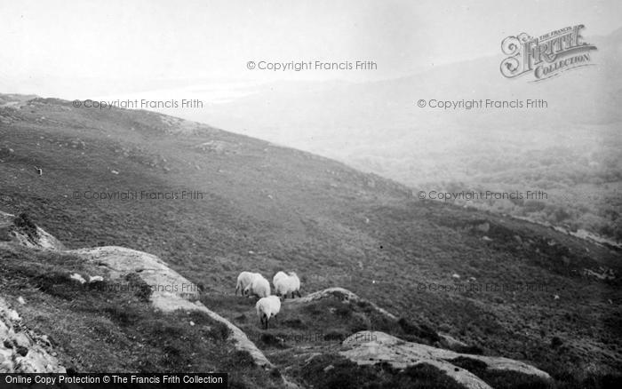 Photo of Glengarriff, Sheep In The Hills c.1937