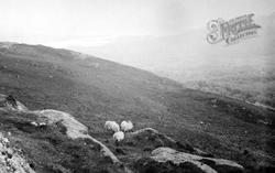 Sheep In The Hills c.1937, Glengarriff