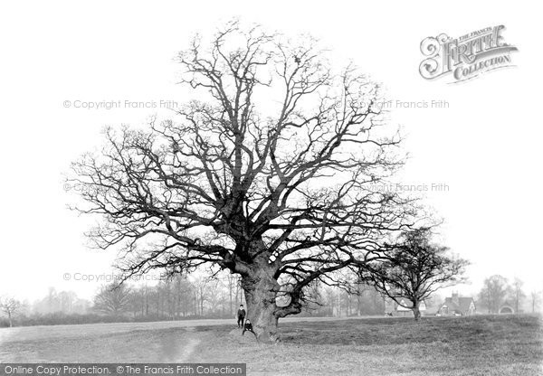 Photo of Gloucester, Matson Oak 1906