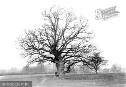 Matson Oak 1906, Gloucester
