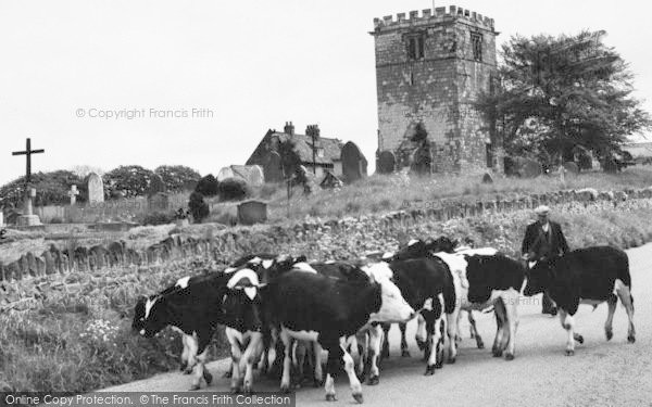 Photo of Goodmanham, Bringing Home The Cows c.1965