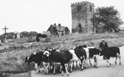 Bringing Home The Cows c.1965, Goodmanham