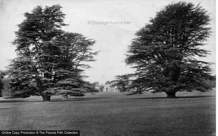 Photo of Goodwood, Park, Cedar Trees 1899