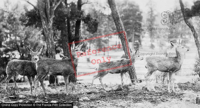 Photo of Grand Canyon, Deer In The National Park c.1930