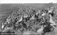 Grassholm Island photo