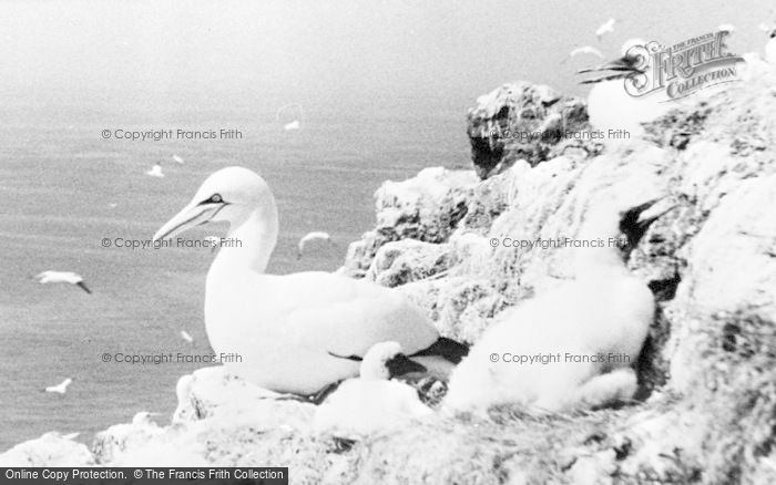 Grassholm Island photo