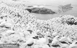 Grassholm, Gannets c.1955, Grassholm Island