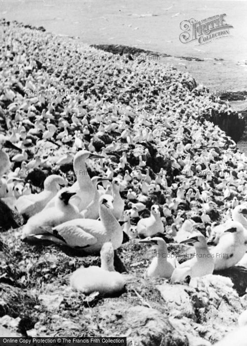 Photo of Grassholm, Gannets c.1955