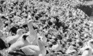 Grassholm Island photo