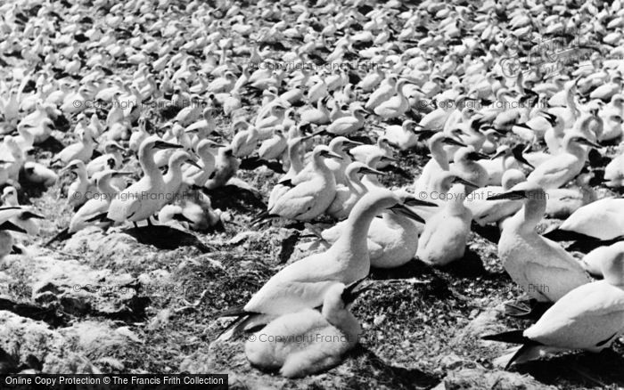Grassholm Island photo