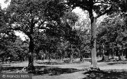 Grays, Hangmans Wood c1955