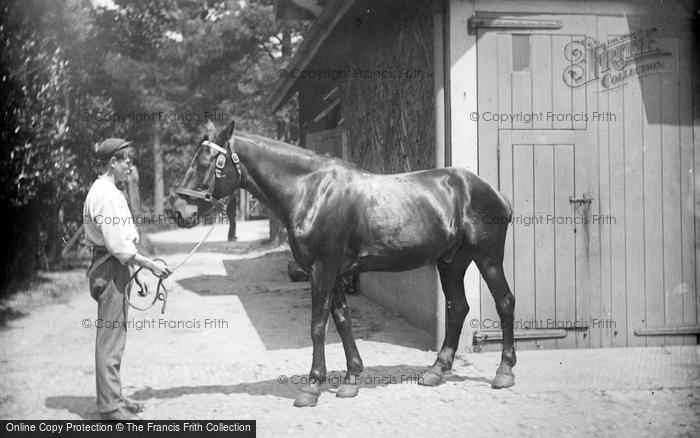 Photo of Grayshott, Mr Leuchars' Horse c.1900