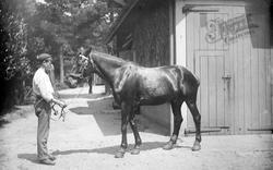 Mr Leuchars' Horse c.1900, Grayshott