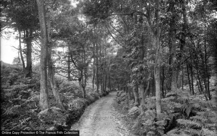 Photo of Grayshott, Pathway To Waggoners Wells 1928