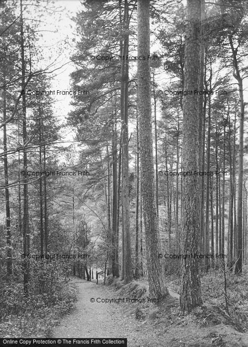 Photo of Grayshott, The Cathedral Pines 1930