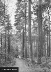 The Cathedral Pines 1930, Grayshott