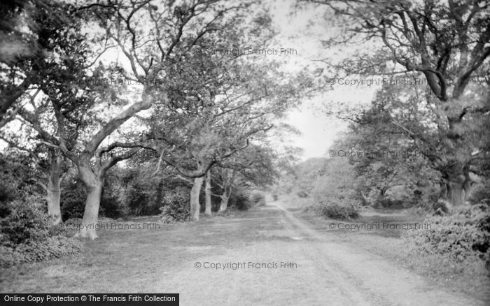 Photo of Great Bookham, In The Woods 1921