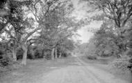 In The Woods 1921, Great Bookham