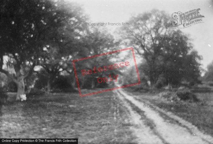 Photo of Great Bookham, In The Woods 1925