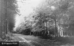 The Forest c.1955, Great Hockham