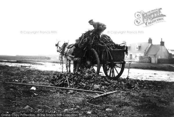 Photo of Guernsey, Collecting Vraic c.1900