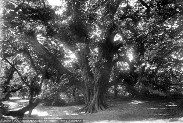 Photo of Guisborough, In The Priory Gardens 1899