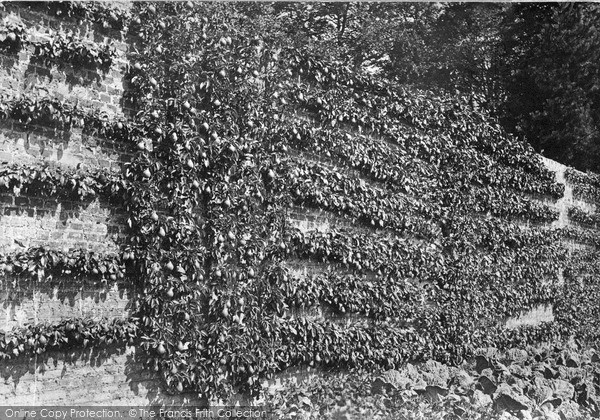 Photo of Gunton Park, Pear Tree 1922