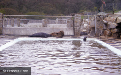 The Seal Sanctuary 1985, Gweek