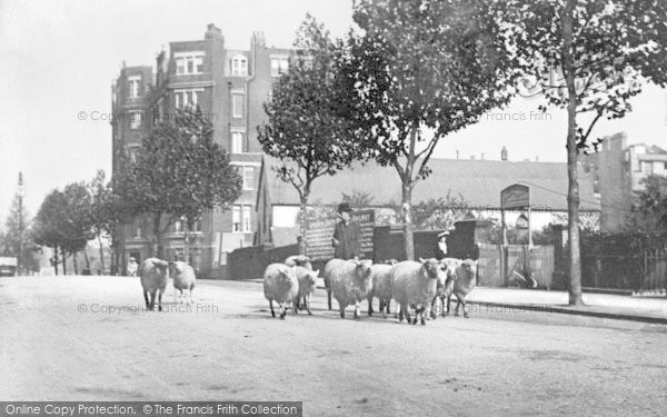 Photo of Hammersmith, Sheep In Shepherds Bush Road 1905