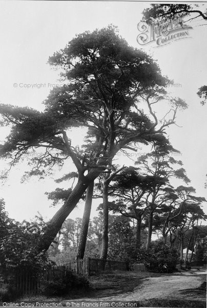 Photo of Hampstead, Constable Fir 1898