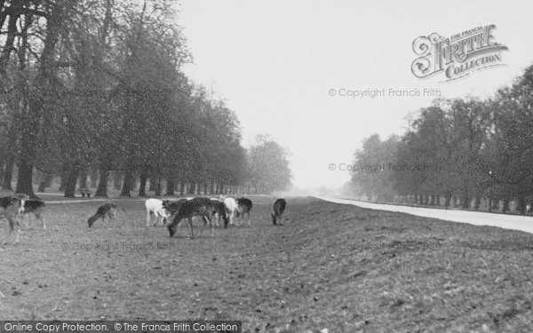 Photo of Hampton Court, Bushy Park c.1955