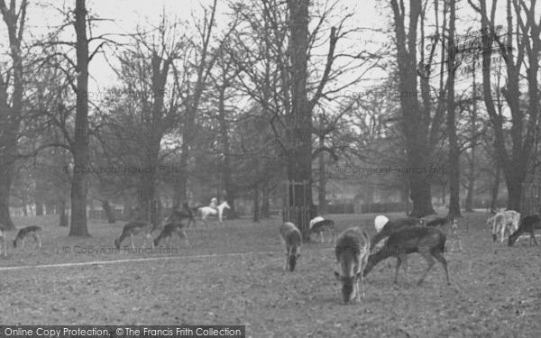 Photo of Hampton Court, Bushy Park c.1955