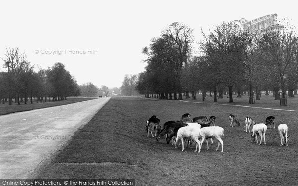 Photo of Hampton Court, Deer In Bushy Park c.1955