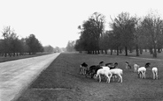 Deer In Bushy Park c.1955, Hampton Court