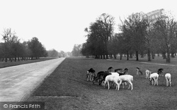 Deer In Bushy Park c.1955, Hampton Court