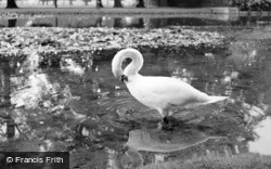 Swan c.1937, Hampton Court
