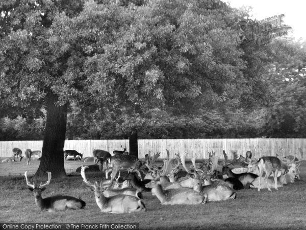 Photo of Hampton Court, The Deer In Bushy Park c.1960